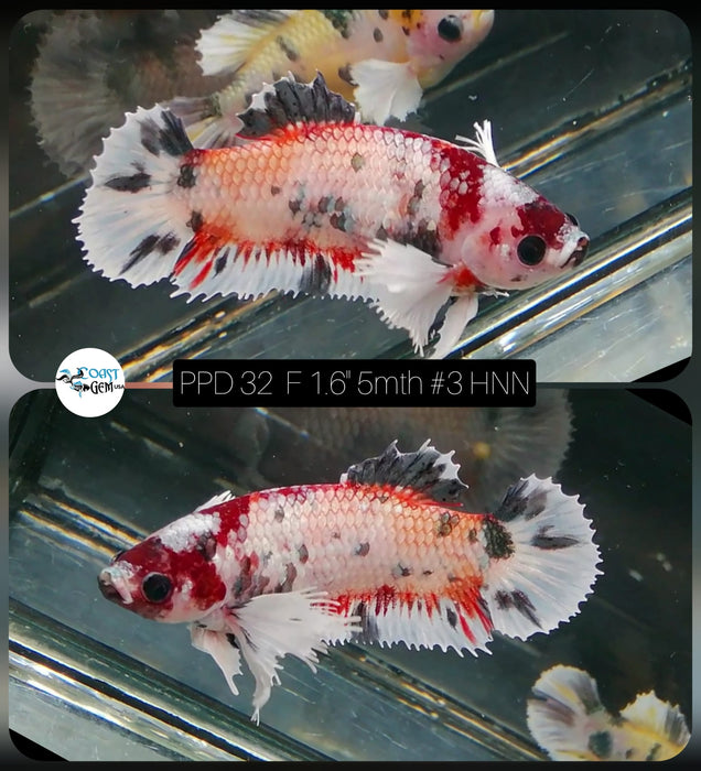 (PPD-32) Red Candy Copper Dumbo Plakat Female Betta