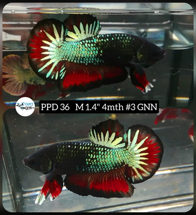 (PPD-36) Black Red Green Copper star Tail Plakat Male Betta