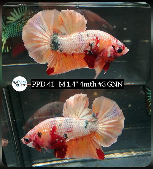 (PPD-41) Nemo Copper Galaxy Plakat Male Betta