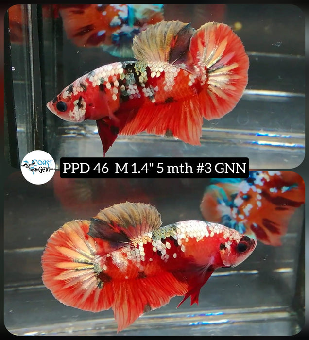 Fancy Copper Red Plakat, Male Betta Fish