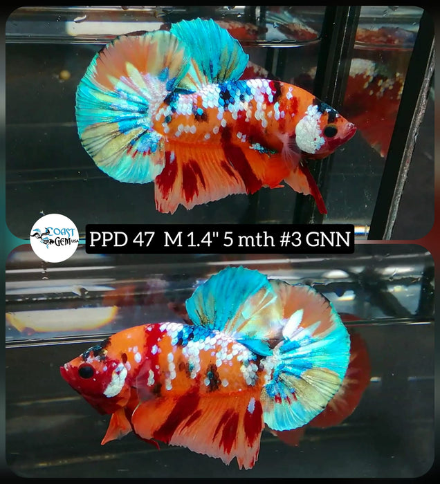 (PPD-47) Nemo Galaxy Copper Plakat Male Betta