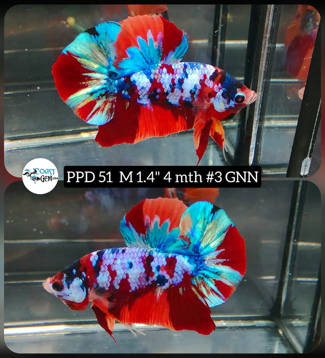 (PPD-51) Nemo Copper Galaxy Plakat Male Betta