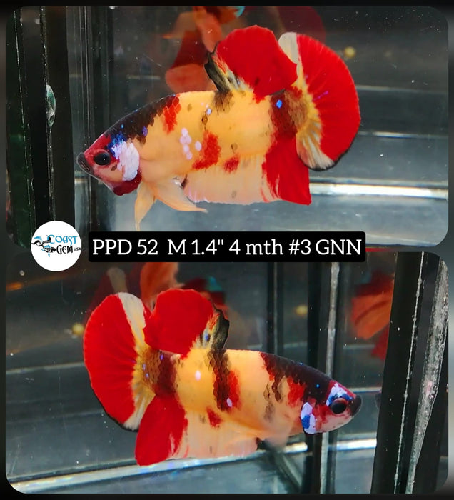 (PPD-52)Yellow Nemo Galaxy Plakat Male Betta