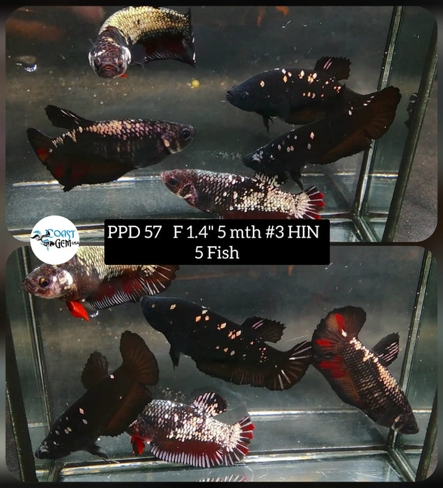(PPD-57) 5 Fish - Black Samurai Female Betta