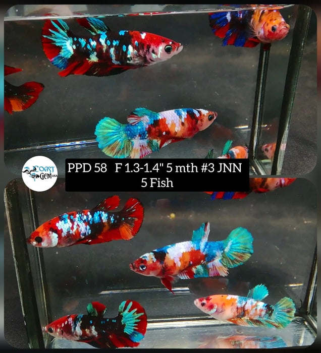 (PPD-58) 5 Fish - Galaxy Metallic Female Betta