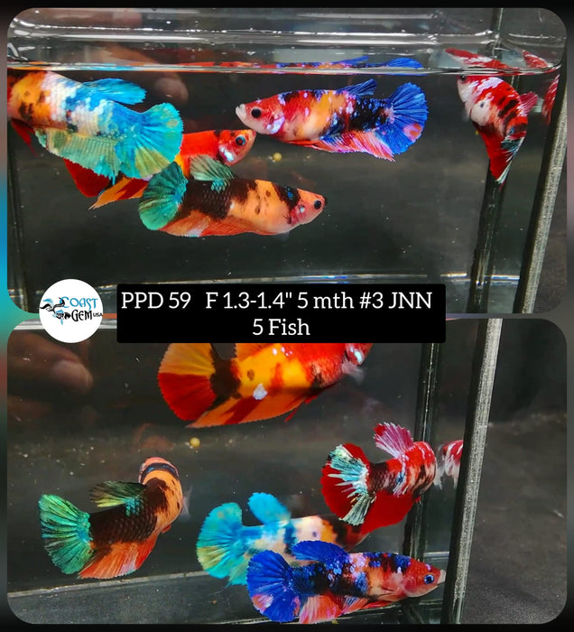 (PPD-59) 5 Fish - Galaxy Metallic Female Betta