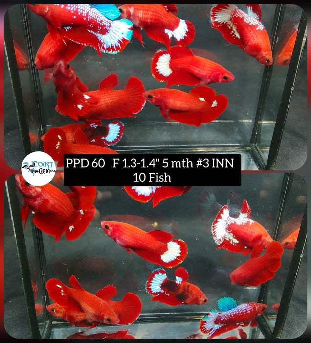 (PPD-60) 10 Fish - Sorority Hellboy Mix Plakat Female Betta
