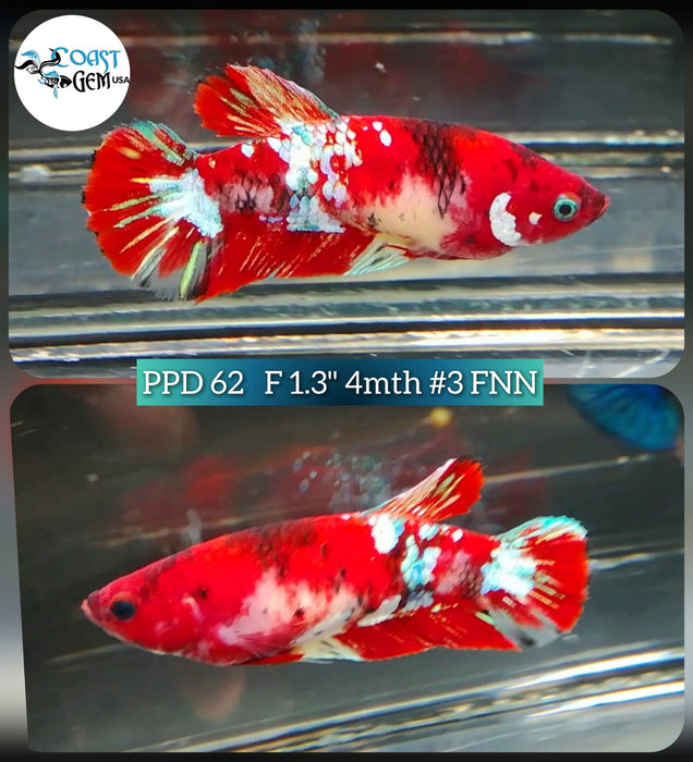 (PPD-62) Nemo Fancy Plakat Female Betta