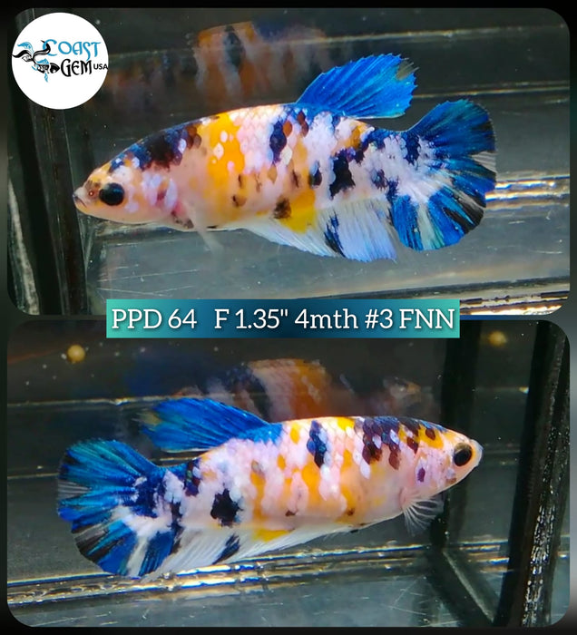(PPD-64) Nemo Fancy Plakat Female Betta