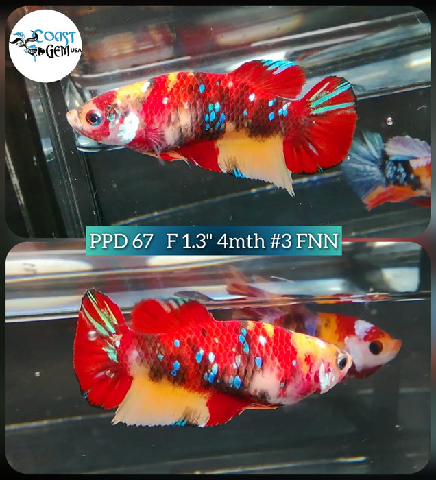 (PPD-67) Red Nemo Fancy Plakat Female Betta