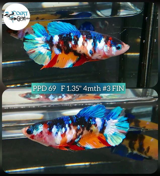 (PPD-69) Nemo Fancy Plakat Female Betta