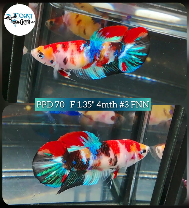 (PPD-70) Nemo Fancy Plakat Female Betta