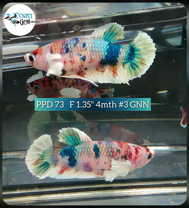 (PPD-73) Nemo Fancy Plakat Female Betta