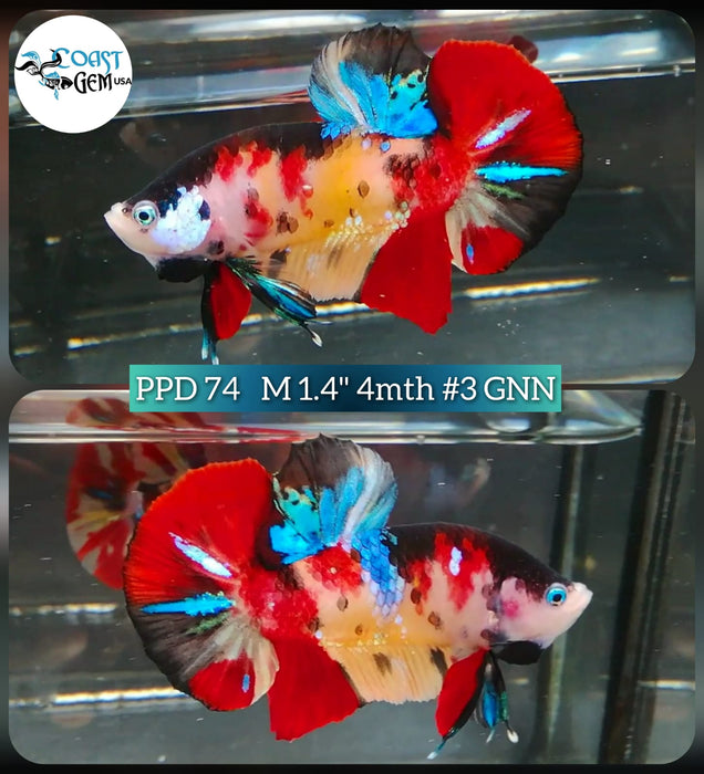 (PPD-74) Nemo Fancy Plakat Male Betta