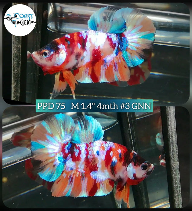 (PPD-75) Nemo Galaxy Plakat Male Betta