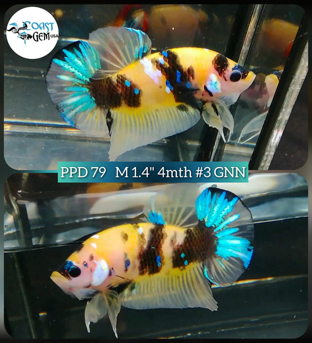(PPD-79) Black Nemo Fancy Plakat Male Betta