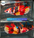 (PPD-94) Nemo Galaxy Plakat Female Betta