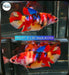 (PPD-97) Nemo Galaxy Plakat Female Betta