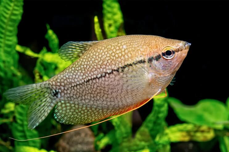 (TROP-208)Pearl Gourami(3 fish set) (Trichopodus leerii) 2.00 inch #049, #043