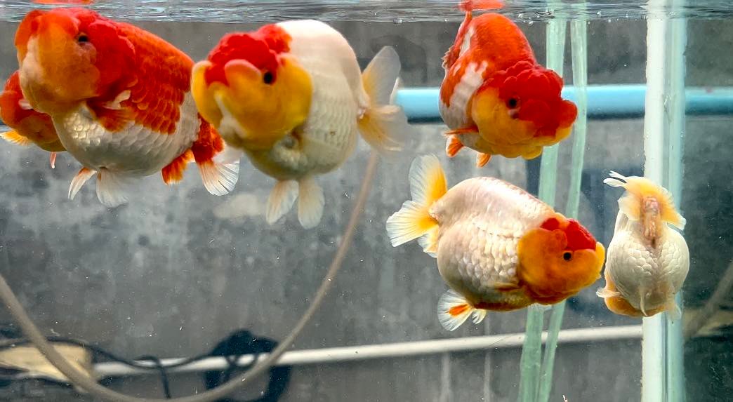 (CGF-84)Our Choice Red/White Mid Size Ranchu Smooth Curve 2.00-2.50'' inch Body