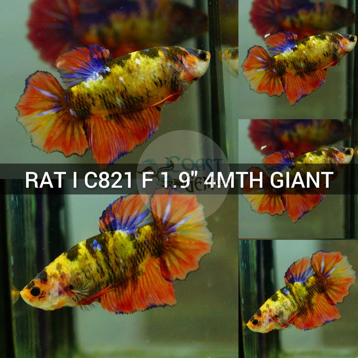 (RAT-C821) Nemo Galaxy Halfmoon Giant Female Betta