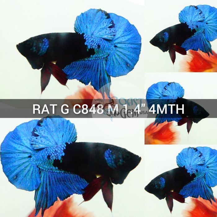 (RAT-C848) Black Blue Samurai Plakat Male Betta
