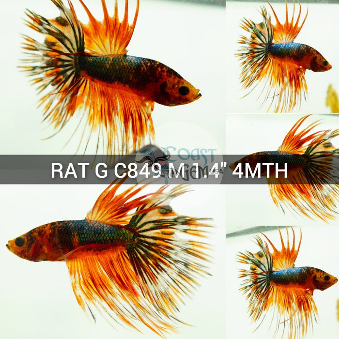 (RAT-C849) Nemo Copper Crown Tail Male Betta