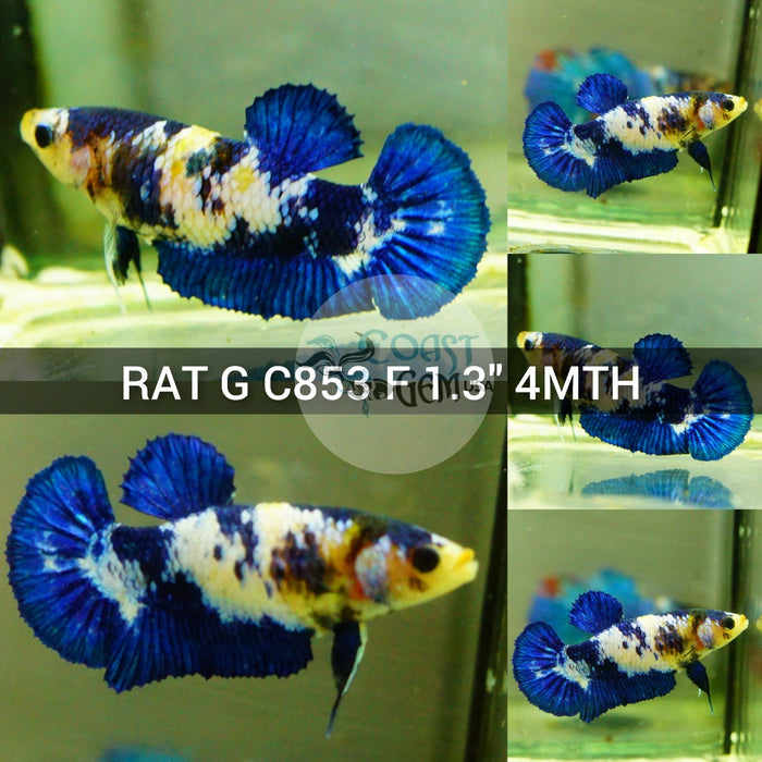 (RAT-C853) Blue Marble Plakat Female Betta