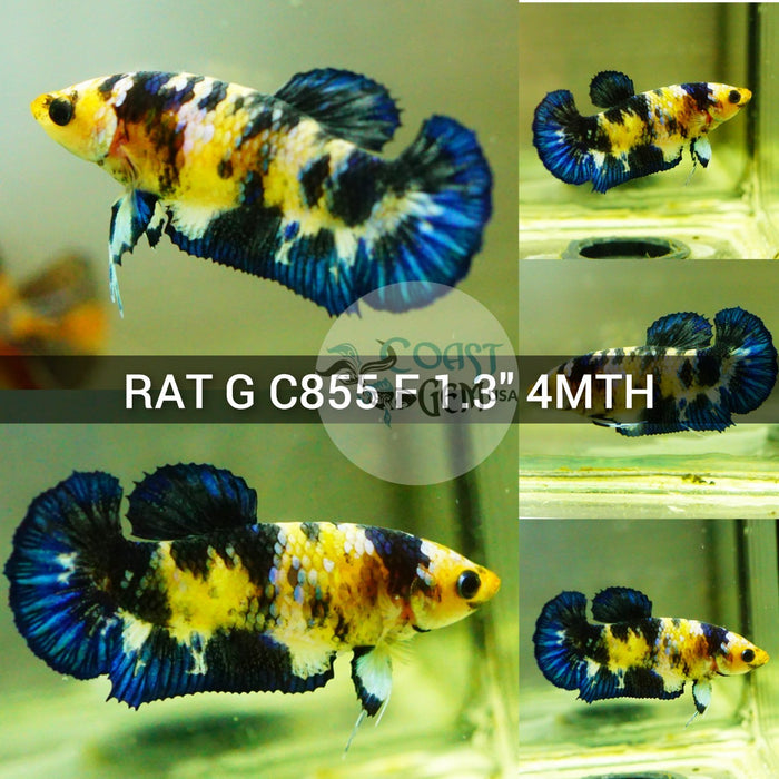 (RAT-C855) Blue Marble Plakat Female Betta