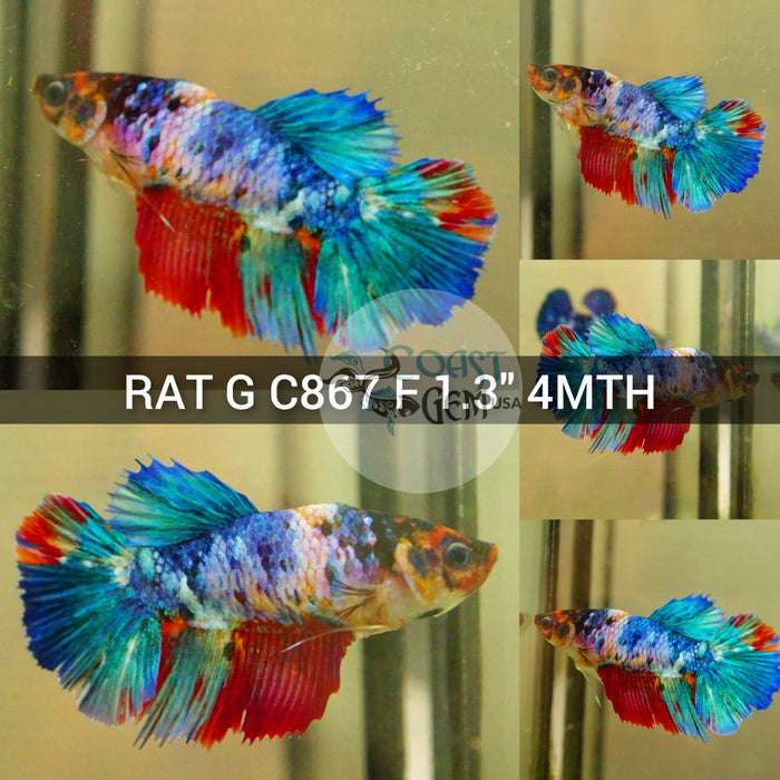 (RAT-C867) Blue Galaxy Halfmoon Female Betta