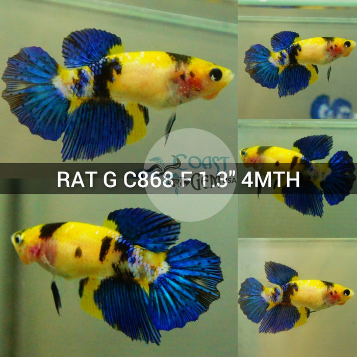 (RAT-C868) Yellow Galaxy Halfmoon Female Betta