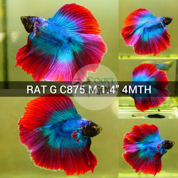 (RAT-C875) Red Fancy Grizzle Double Tail Halfmoon Male Betta