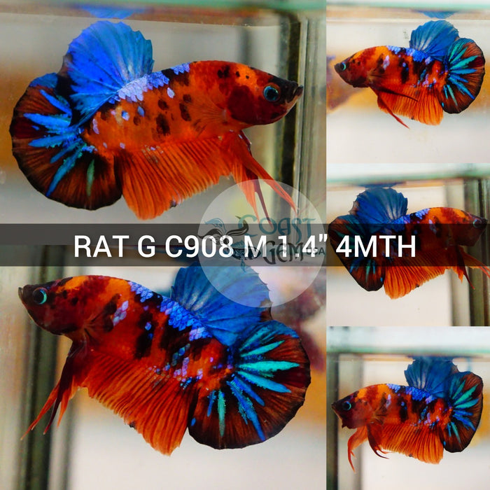 (RAT-C908) Nemo Galaxy Plakat Male Betta