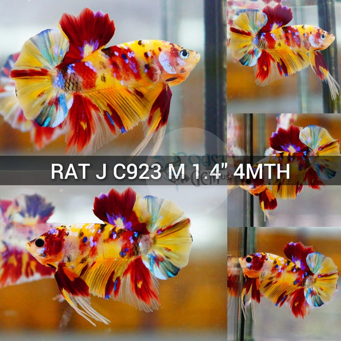 (RAT-C923) Nemo Yellow Multicolor Plakat Male Betta