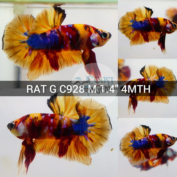 (RAT-C928) Yellow Nemo Galaxy Plakat Male Betta