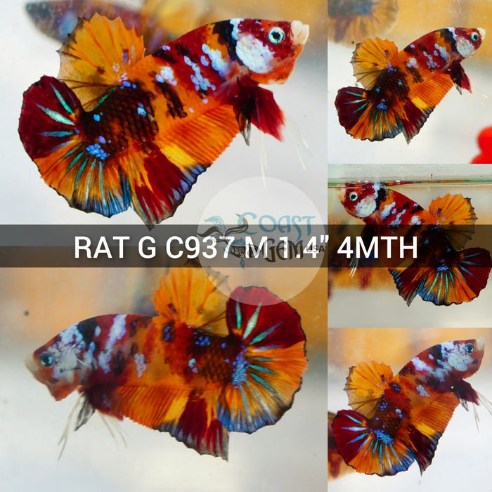 (RAT-C937) Nemo Galaxy Plakat Male Betta