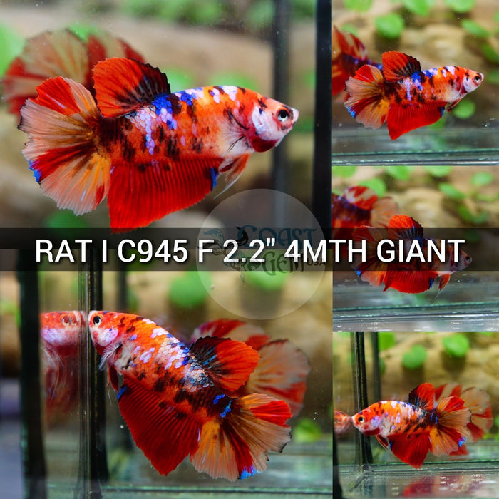 (RAT-C945) Nemo Galaxy Halfmoon Giant Female Betta