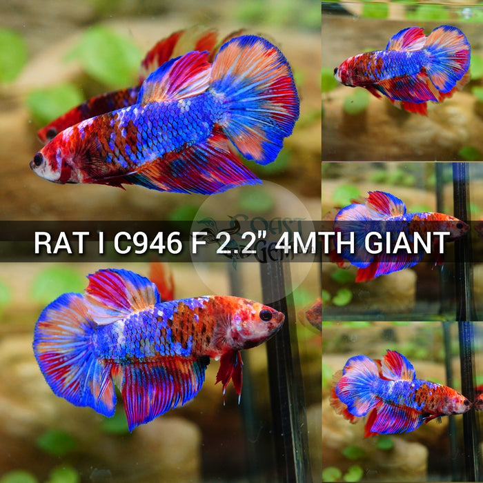 (RAT-C946) Nemo Candy Halfmoon Giant Female Betta