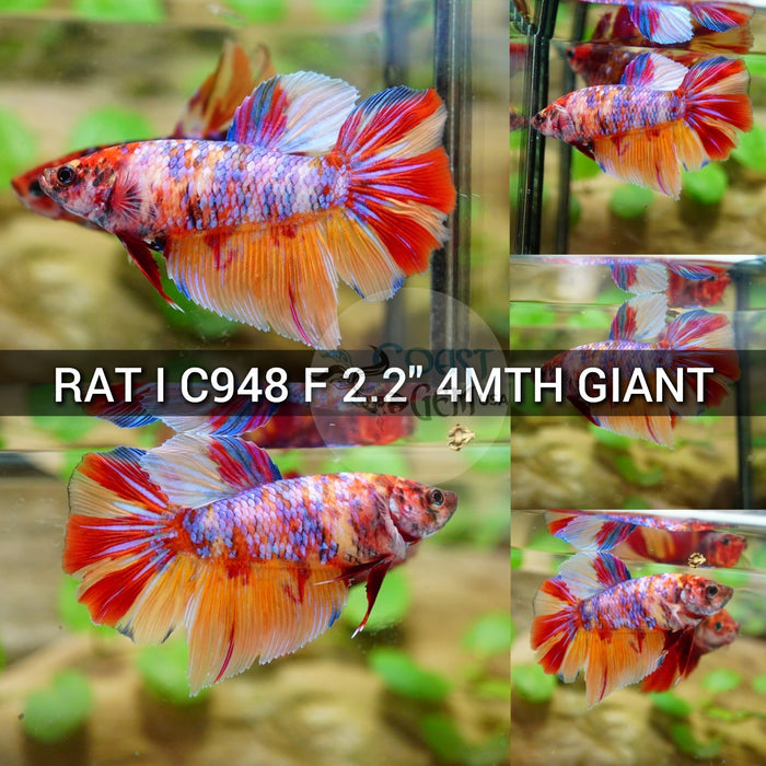 (RAT-C948) Nemo Multicolor Halfmoon Giant Female Betta