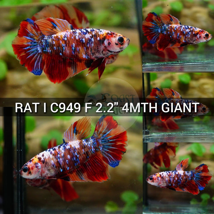 (RAT-C949) Galaxy Multicolor Halfmoon Giant Female Betta