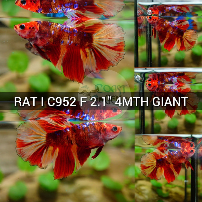 (RAT-C952) Nemo Galaxy Halfmoon Giant Female Betta