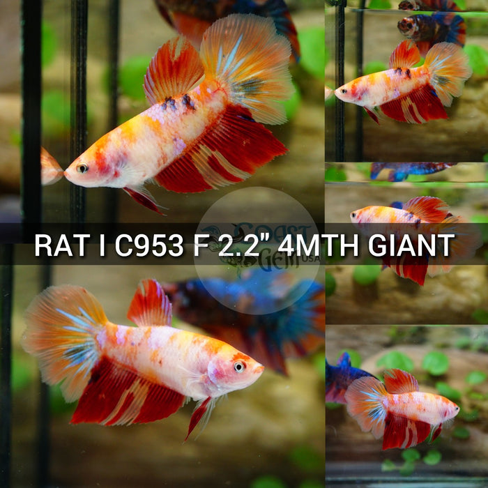 (RAT-C953) Nemo Yellow Halfmoon Giant Female Betta