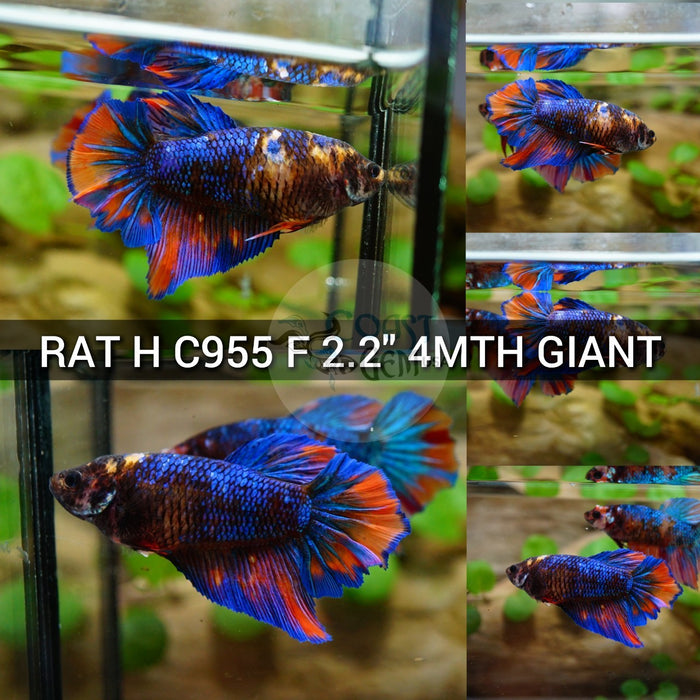 (RAT-C955) Nemo Blue Galaxy Halfmoon Giant Female Betta