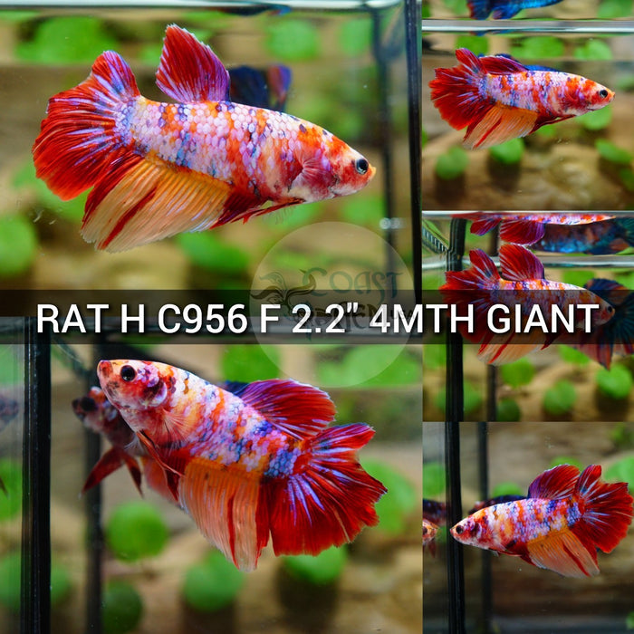 (RAT-C956) Nemo Pink Candy Halfmoon Giant Female Betta