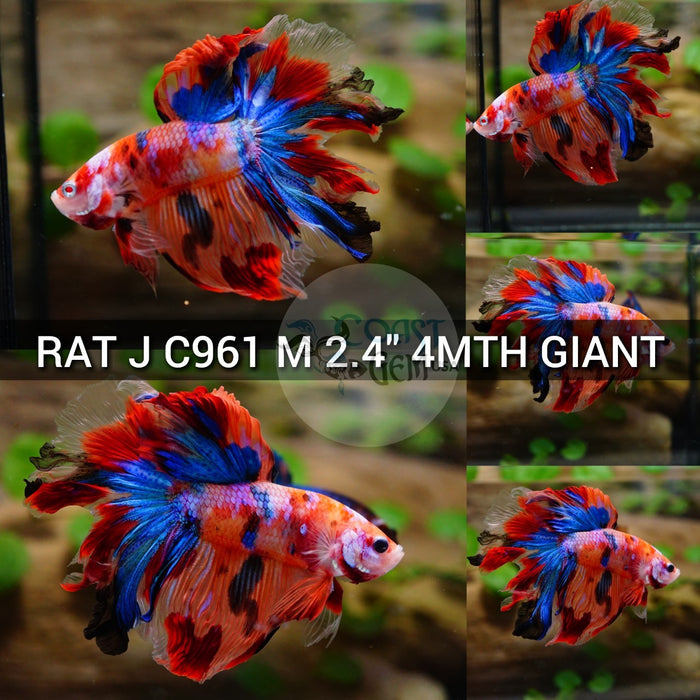 (RAT-C961) Nemo Galaxy Rose Tail Halfmoon Giant Male Betta