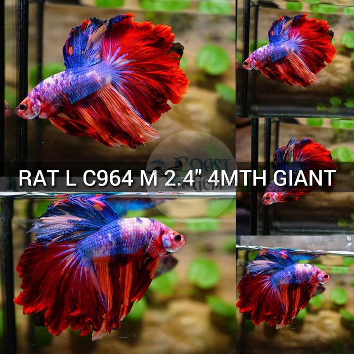 (RAT-C964) Nemo Galaxy Rose Tail Halfmoon Giant Male Betta