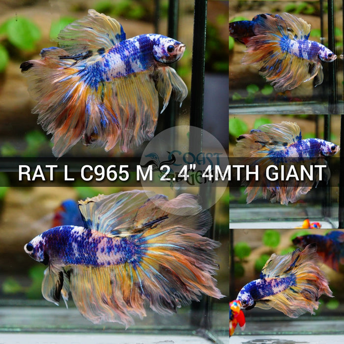 (RAT-C965) Yellow Blue Avatar Rose Tail Halfmoon Giant Male Betta