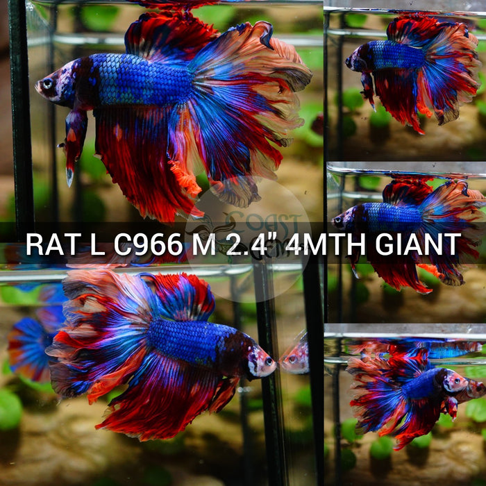 (RAT-C966) Blue Nemo Galaxy Rose Tail Halfmoon Giant Male Betta