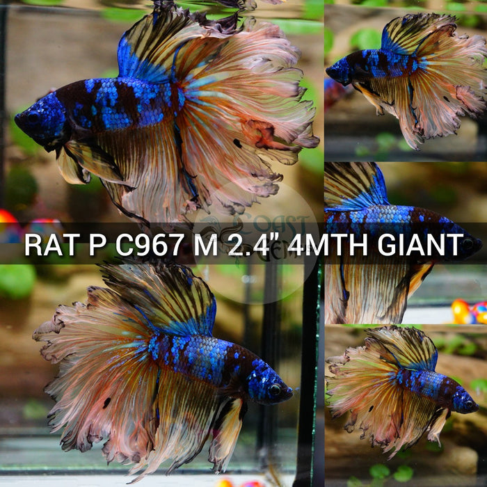 (RAT-C967) Black Blue Avatar Rose Tail Halfmoon Giant Male Betta