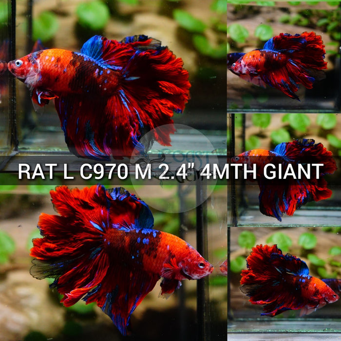 (RAT-C970) Red Galaxy Rose Tail Halfmoon Giant Male Betta